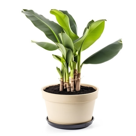 Banana plant in a pot isolated on white background with clipping pathの素材