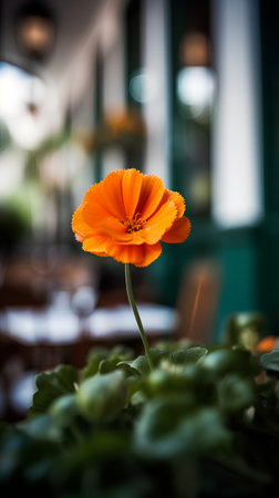 Orange marigold flower in the garden, shallow depth of fieldの素材