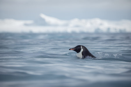 Gentoo penguin (Pygoscelis papua) in Antarcticaの素材
