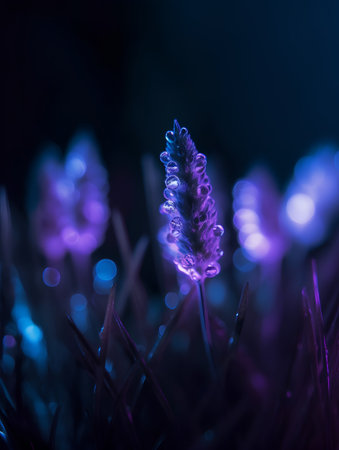Purple lavender flower in the grass with bokeh lightsの素材