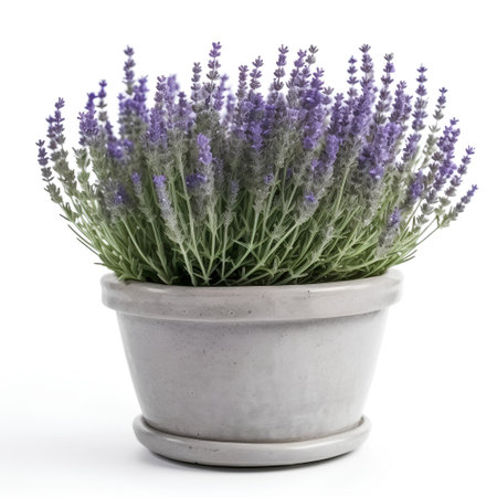 Lavender flowers in a pot on a white background. Isolatedの素材