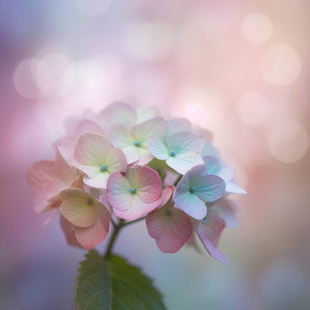 Pink hydrangea flowers on blurred bokeh background.の素材