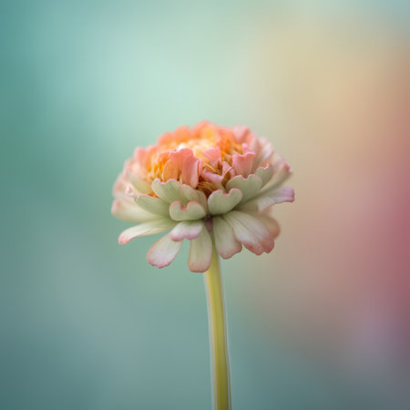 Zinnia flower in the garden - vintage filter and soft focusの素材