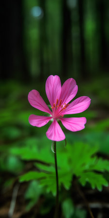 Pink flower of pelargonium in the forest. Nature background.の素材