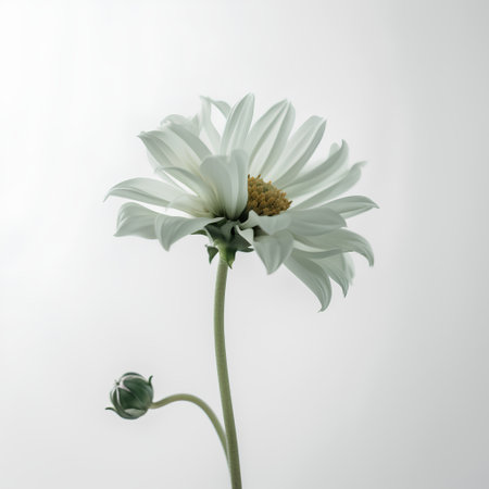 White chrysanthemum flower isolated on a white background.の素材