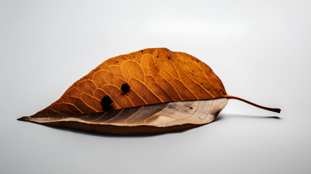 Dry leaf on a white background. Autumn concept. Selective focus.の素材