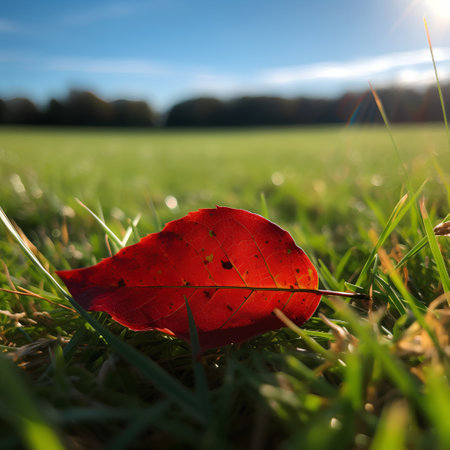 Red autumn leaf on green grass with blue sky and sun light.の素材