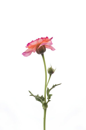 Pink ranunculus flower isolated on white background, clipping path includedの素材