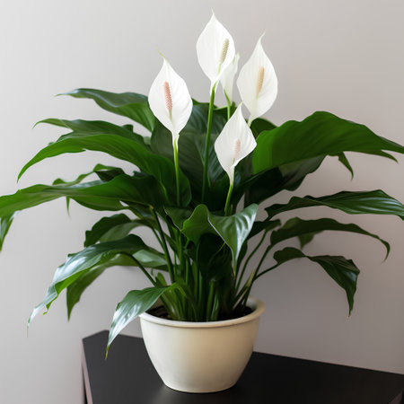 White Spathiphyllum flowers in a pot on a table.の素材