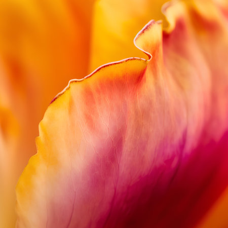 Macro close up of tulip petals. Nature background.の素材