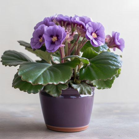 Beautiful purple violets in a pot on a light backgroundの素材
