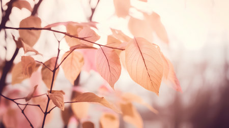 Autumn leaves on a tree in the forest, soft focus backgroundの素材