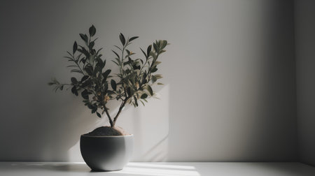 Eucalyptus plant in a white pot on a white wall backgroundの素材