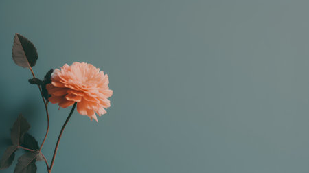 Creative layout made of orange dahlia flower on blue background. Flat lay, top view minimal concept.の素材