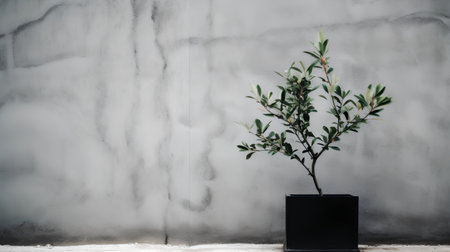 Olive tree in black vase on grey cement wall background.の素材