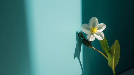 Beautiful white flower on blue background with shadow. Minimal concept.の素材