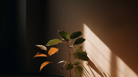 Branch of eucalyptus tree with leaves in sunlightの素材