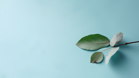 Eucalyptus leaves on blue background. Flat lay, top view.の素材