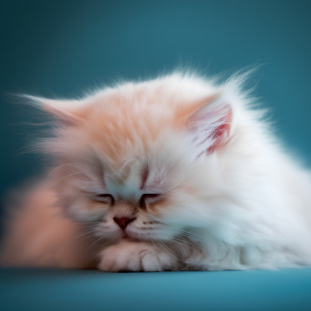 Cute little persian kitten sleeping on turquoise background.の素材
