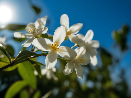 White jasmine flowers against the blue sky. Shallow depth of fieldの素材