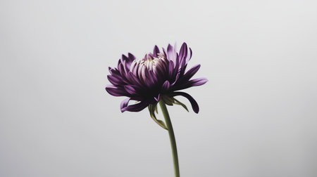 purple chrysanthemum flower on a gray background.の素材
