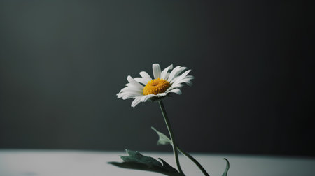 Beautiful daisy flower on a dark background. Chamomileの素材