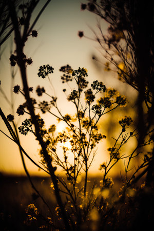 Beautiful sunset in the field. Silhouettes of plants.の素材