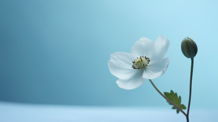 Beautiful white poppy flower on blue background. Space for text.の素材