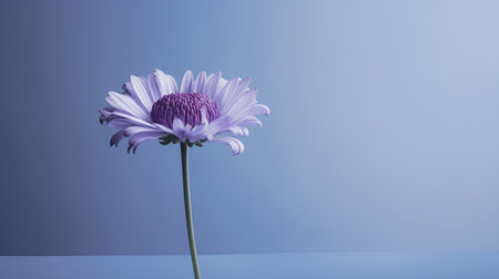 Purple daisy flower on blue background with copy space for textの素材