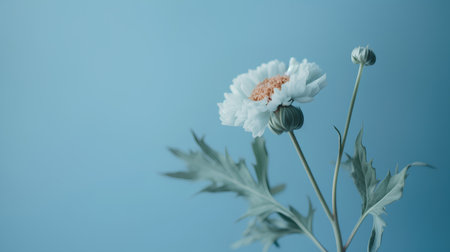 White chrysanthemum flower on a blue background. Copy space.の素材
