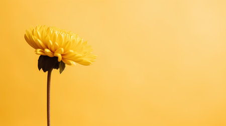 Yellow flower on a yellow background. Place for text. Flat lay.の素材