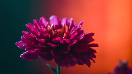 Beautiful red chrysanthemum flower on a dark backgroundの素材