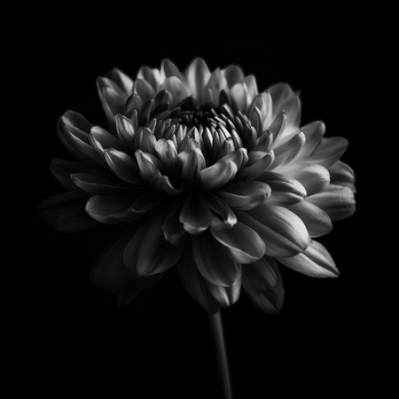 Black and white chrysanthemum flower isolated on black backgroundの素材