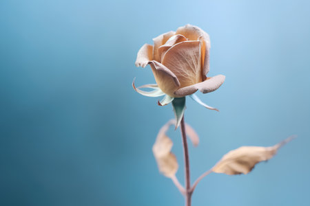 Dried rose flower on a blue background. Selective focus.の素材