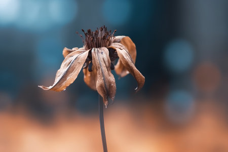 Dry poppy flower on bokeh background. Shallow depth of fieldの素材