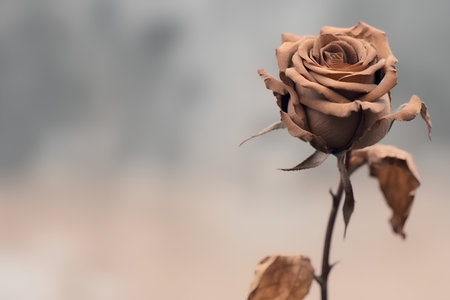 Dried rose on a blurred background with copy space for your textの素材