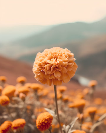 Beautiful orange marigold flower in the field with mountains backgroundの素材