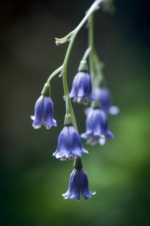 Close up of bluebells (Hyacinthoides)の素材