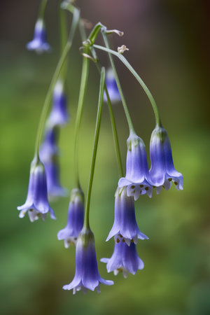 Bluebells (Hyacinthoides non-scripta)の素材