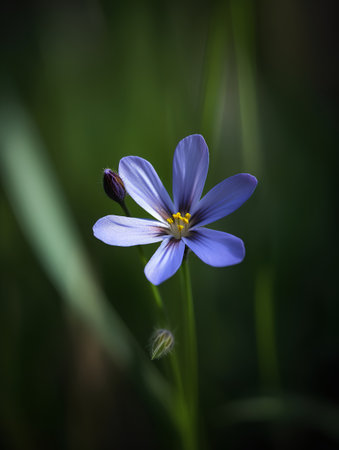 Small blue flower on the background of green grass. Close-up.の素材