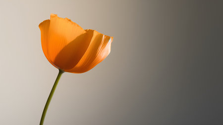 Orange poppy flower on a gray background with copy space for text.の素材