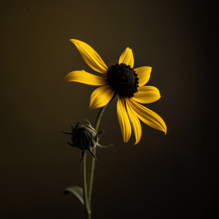 Yellow rudbeckia flower on a dark background. Black-eyed Susan.の素材