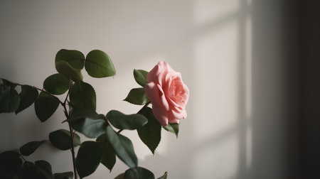 Pink rose on a white wall with shadows from the window. Copy space.の素材