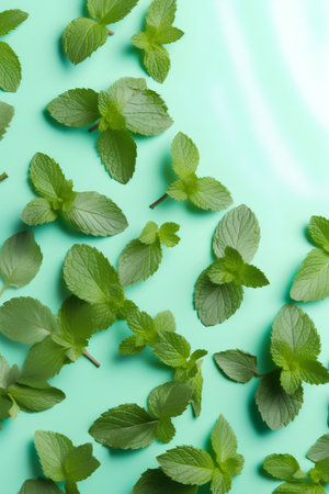 Fresh mint leaves on mint background. Flat lay, top view.の素材