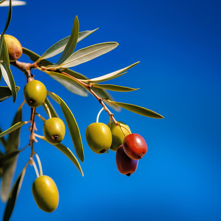 Olive branch with ripe olives on blue background. Selective focus.の素材