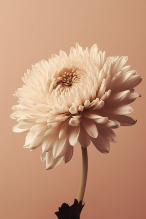 Beautiful gerbera flower on a beige background. Toned.の素材