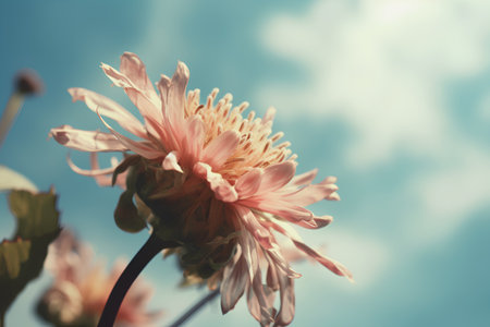 Pink dahlia flower on blue sky background, vintage tonedの素材