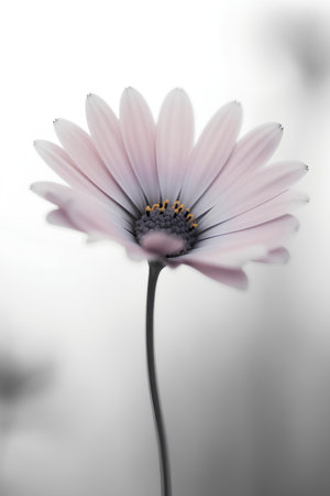Closeup of a pink daisy flower on a blurred background.の素材
