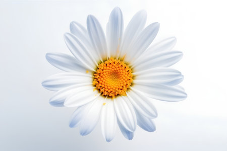 Beautiful white daisy flower isolated on white background with clipping pathの素材