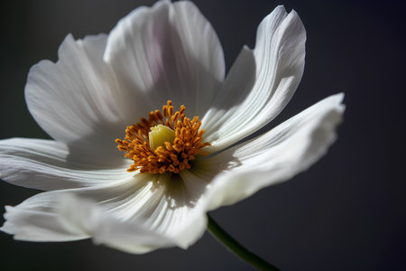 White cosmos flower on a dark background. Close-up. Macroの素材